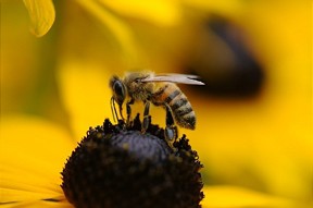  Dramatisches Insektensterben durch internationales Forscherteam bestätigt 