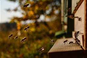  Neonicotinoide: Risiken für Bienen bestätigt 
