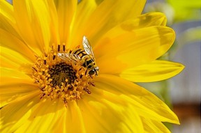  Wildbienen-Vielfalt nimmt zu: Obstbauern am Bodensee schaffen Trendwende 