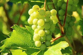  Partnerschaft zum Schutz der Biologischen Vielfalt im Weinbau 
