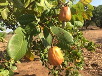 Small apple, big effect – Bio-Spray in Mozambique