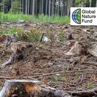 Onlineportal elan! - Wie bekommen Unternehmen Entwaldung aus ihren Lieferketten?
