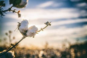  Over 36 Major Brands Pledge to Achieve Sustainable Cotton by 2025 