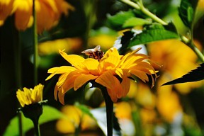  Public consultation on actions to halt the decline of bees and other pollinators 