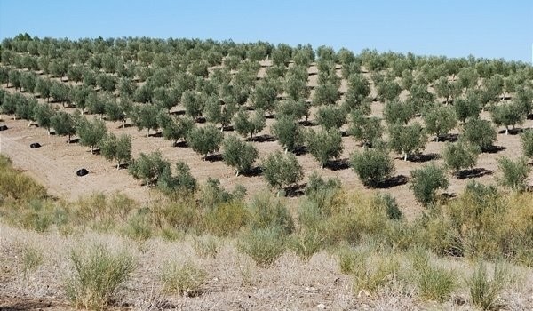 Alma mía Olivos