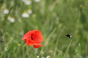  EU initiative for wild pollinating insects: Measures necessary to combat the causes 