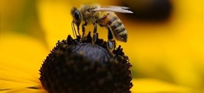  European Week of Bees and Pollination 