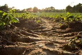  The Business Case for Investing in Soil Health 