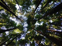 An overwhelming majority of Europeans are concerned about the loss of biodiversity and support stronger EU action to protect nature