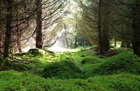 United Nations General Assembly adopted Decade on Ecosystem Restoration