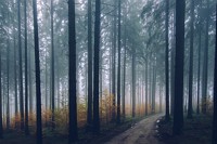 Human health in dire straits if urgent actions are not made to protect the environment