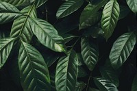 Introducing IPBES' 2019 Global Assessment Report on Biodiversity and Ecosystem Services