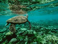 Nature’s Dangerous Decline ‘Unprecedented’