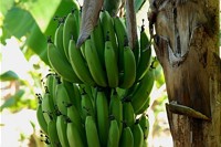 Biologische Vielfalt berücksichtigen: Empfehlungen für biodiversitätsfreundlichen Bananen- und Ananasanbau