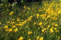 Deutsche Bahn schafft neue Lebensräume für Insekten