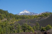 Researchers from Göttingen publish global database of regional plant life