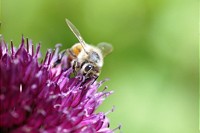 Kleine Tiere, große Leistung: GNF veröffentlicht zum Weltbienentag Easy Guide zum Insektenschutz in der Lebensmittelbranche