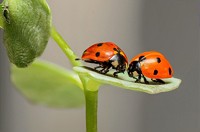 Insektenschutz: Runder Tisch und Bestandsaufnahme