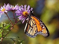 DNR kommentiert Gesetzesentwurf für Insektenschutz
