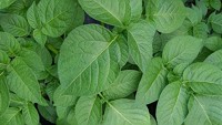 Kaufland testet Biodiversity Performance Tool mit GNF und Bodensee-Stiftung und startet Boden- und Biodiversitätsprojekt mit Leibniz-Institut