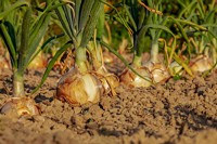 Landwirtschaft und Biodiversität brauchen gesunde Böden
