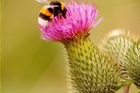 Insektenfördernde Regionen: Schutz von Insekten in die Fläche bringen