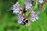 Pro Pollinators Initiative: EU Pollinator Information Hive helps to protect insects
