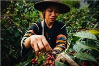 Improving Biodiversity in Coffee Landscapes in Vietnam