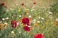 Global Nature Fund kooperiert mit Lidl  bei „add-on" für biologische Vielfalt in der konventionellen Landwirtschaft