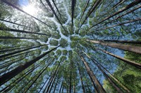 Investments für den Wald- und Biodiversitätsschutz – Entwicklungen und Trends