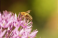Umweltministerium bringt Glyphosat-Ausstieg und Gesetz zum Insektenschutz voran