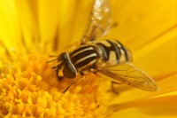 Weitere Schritte am Runden Tisch zum Insektenschutz angestrebt