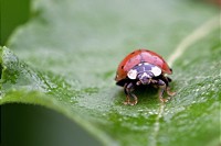 Neue Rote Liste: Mehr als ein Viertel der Insekten-Arten bestandsgefährdet