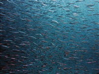 „Biodiversität jenseits nationaler Gesetzgebung" (BBNJ) zum Schutz der Meere
