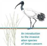 Zwei neue Veröffentlichungen zur Bekämpfung invasiver gebietsfremder Arten in Europa